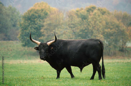 Aurochs, Bos taurus primigenius