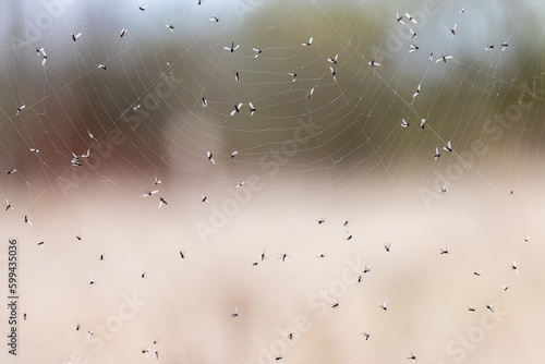 A group of mosquitos are trapped in a spider web in a wetland marsh