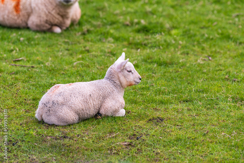 Baby lamb born in spring on green field shot in Perthshire Scotland month of May. room for text