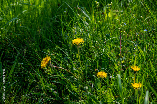 żółte mlecze na zielonym trawniku