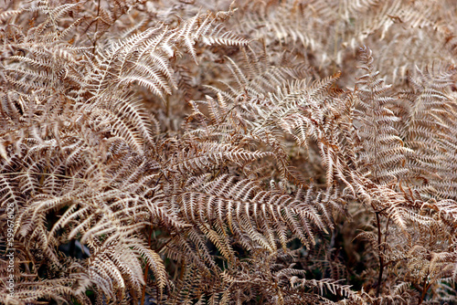 Detail of dried fern - Balmoral estate - Royal deeside - Scotland - UK