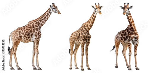 Giraffe Set Isolated on Transparent Background - Generative AI 