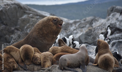 Large alpha male sea lion calling out to its pack in Patagonia, Argentina