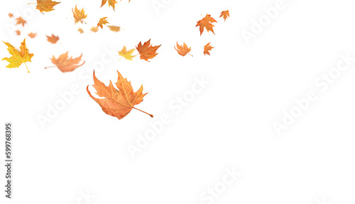 fallen falling autumn leaves background dry empty sky