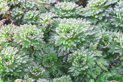 Ground cover perennial creeping plant - saxifrage Arendsa Rosea on a cool morning day.