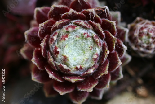 rojnik Sempervivum arachnoideum ZUCKERWATTE 