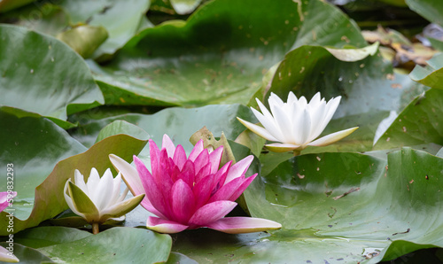 Water lilies, nanufari in close-up. Flowers with large leaves floating on the water.