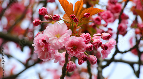 Kwitnąca gałązka wiśni japońskiej 