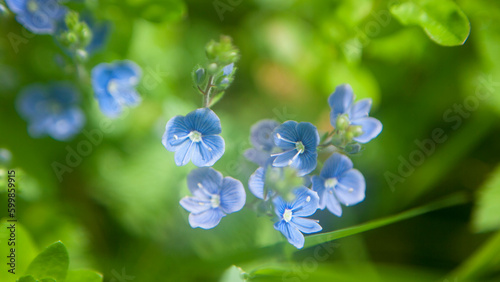 Flores púrpuras diminutas en planta silvestre en bosque verde