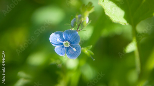 Flores púrpuras diminutas en planta silvestre en bosque verde