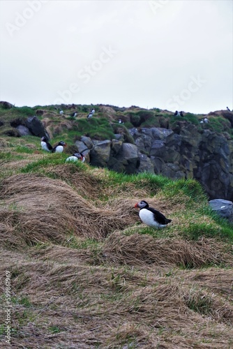 Maskonury, na półwyspie Dyrhólaey, Islandia