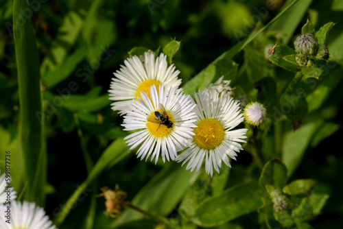 A fly sits on a chamomile