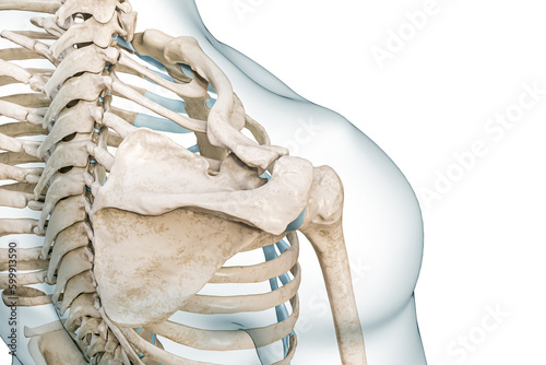 Scapula, humerus and clavicle bones top view 3D rendering illustration isolated on white with copy space. Human skeleton and shoulder girdle anatomy, medical diagram, skeletal system concepts.