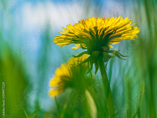 Wiosenny kwiat, mlecz na trawniku, zdjęcie makro