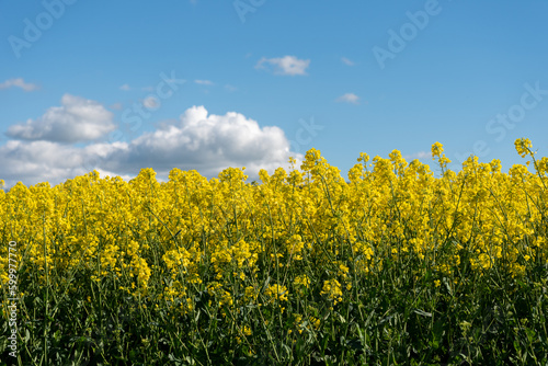 Rapeseed flowers create a bright yellow field against a blue sky with white fluffy clouds in the English countryside.