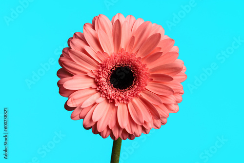 pink gerbera daisy flower illustrating the concept of blooming