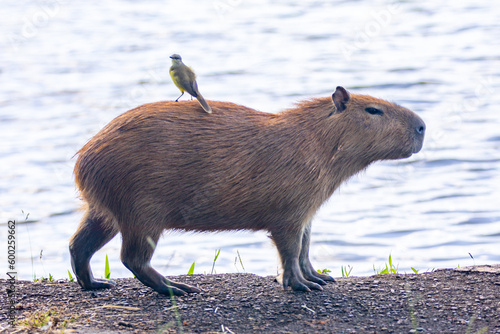 South American capybara rm closeup and selective focus