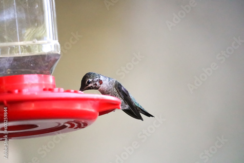 Hummingbird in Resting and Feeding on Red Bird Feeder, Anna's Hummingbird, in Southern California on Washed Out Background