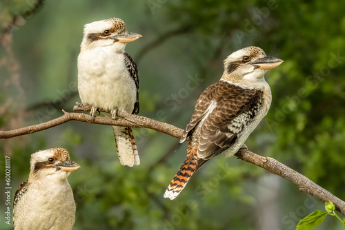 A kookaburra trio sitting on a branch in a suburban garden in Australia