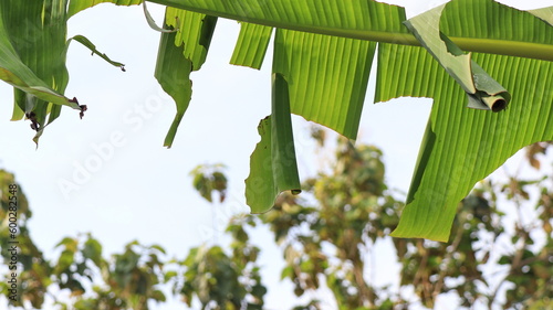 Pupa of Banana leaf roller (Erionota thrax) injure on banana leaf