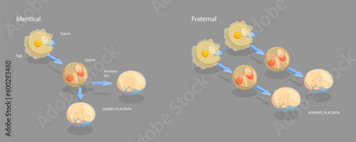 3D Isometric Flat Vector Conceptual Illustration of Monozygotic And Dizygotic Twins, Educational Diagram