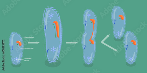 3D Isometric Flat Vector Conceptual Illustration of Asexual Reproduction In Protozoa, Educational Schema