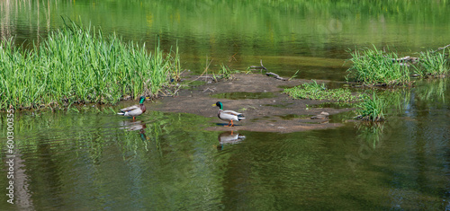 Dwa kaczory (kaczki krzyżówki) stojące w płytkiej wodzie patrzą na siebie jakby się naradzały 