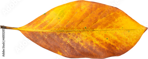 A yellow leaf