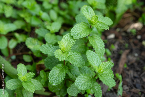 Fresh peppermint in the vegetable plot background. Close up beautiful mint, peppermint.