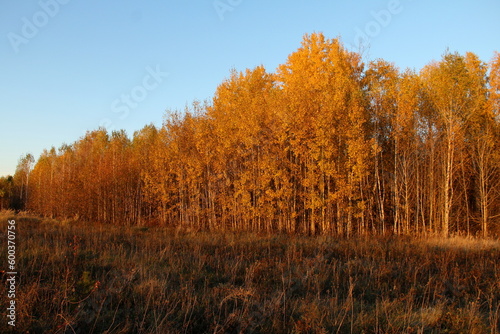 Young birches with yellowed leaves autumn.
