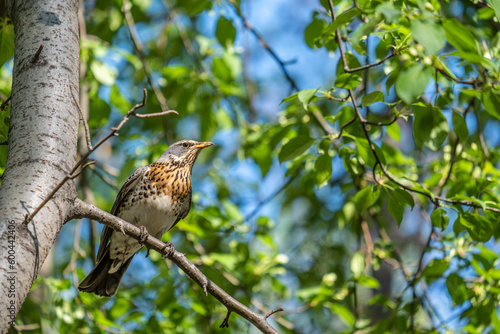 A rowan thrush on a tree branch in close-up.