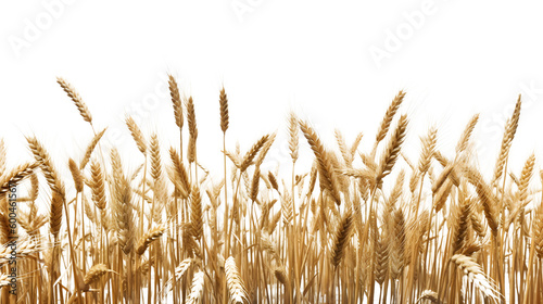 Wheat field transparent background png, Generative AI