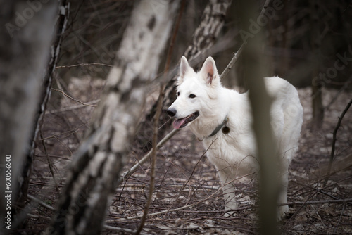 White swiss shepherd in the forest. Selective focus.