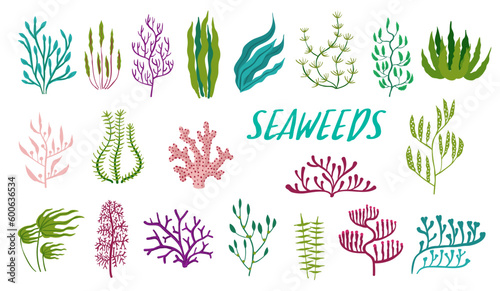 Underwater seaweed plants. Aquarium and sea algae. Laminaria, Codium and Nitella underwater plant, Kelp, Fucus and Phyllophora ocean or aquarium flora, isolated vector sea water plants, seaweed set
