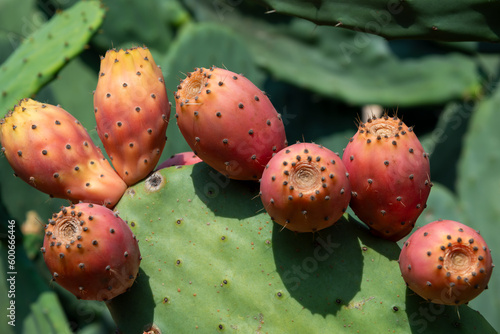 Prickly pear cactus or Opuntia, ficus-indica, Indian fig opuntia with fruits