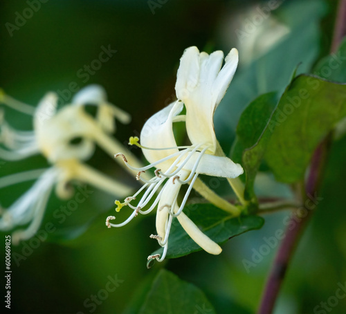 white and distended flower