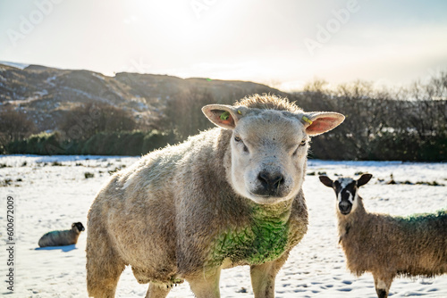 Texel sheep at a snow covered meadow in County Donegal - Ireland