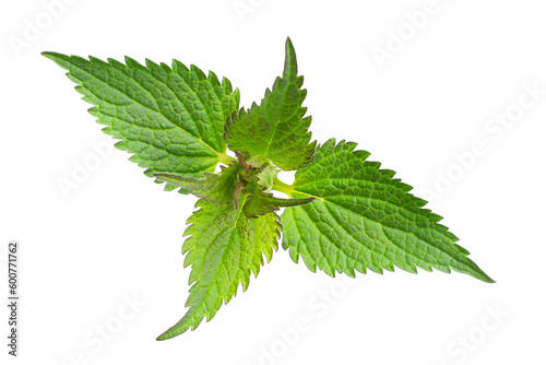 nettle on a transparent isolated background. PNG 