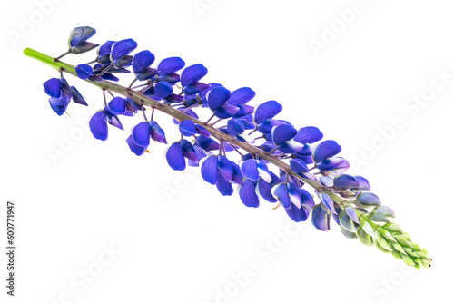 lupine on transparent isolated background. PNG