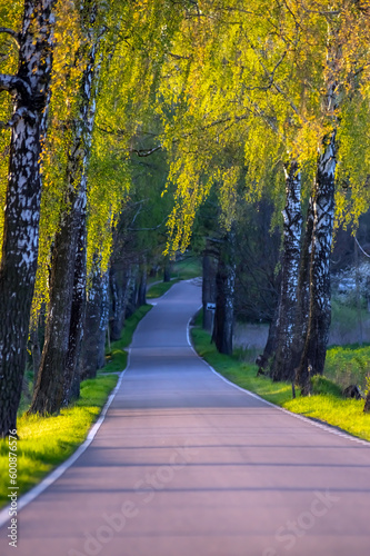 Droga asfaltowa wśród rosnących zielonych drzew. 