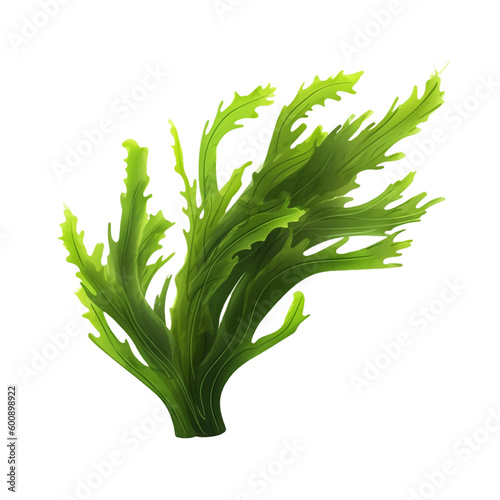 seaweed isolated on transparent background cutout