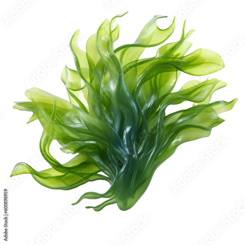 seaweed isolated on transparent background