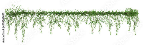 Ivy green with leaf or a trail of realistic ivy leaves. Png transparency