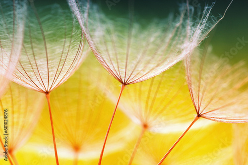 Dandelion flower abstract background
