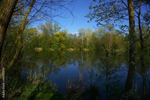 Reflection of trees in the water