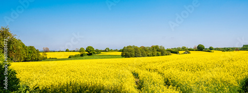 Panoramafoto Landschaft gelbes Rapsfeld mit Bäumen und blauem Himmel