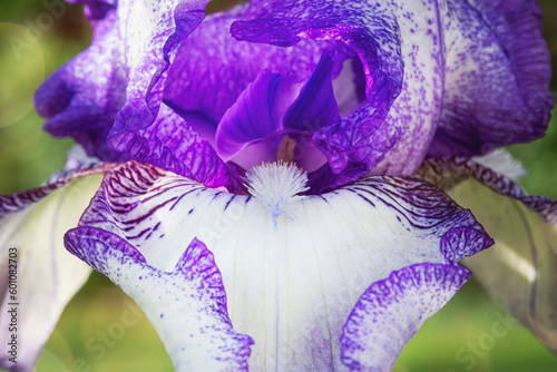 macro closeup of the beard on an iris bloom