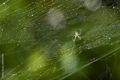 Small green spider on its web