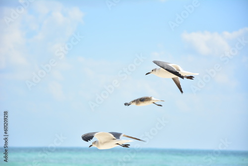 The main thing is to steam in the same direction. seagulls, mexico