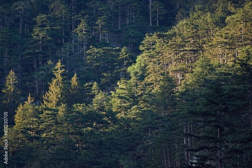Mountain landscape with pine trees